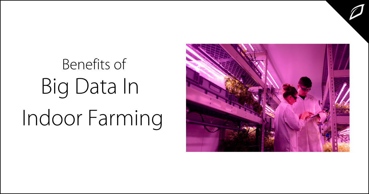 Benefits of Big Data in Indoor Farming